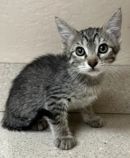A young small-sized female Domestic Short Hair cat named Mazie for adoption in Phoenix, AZ