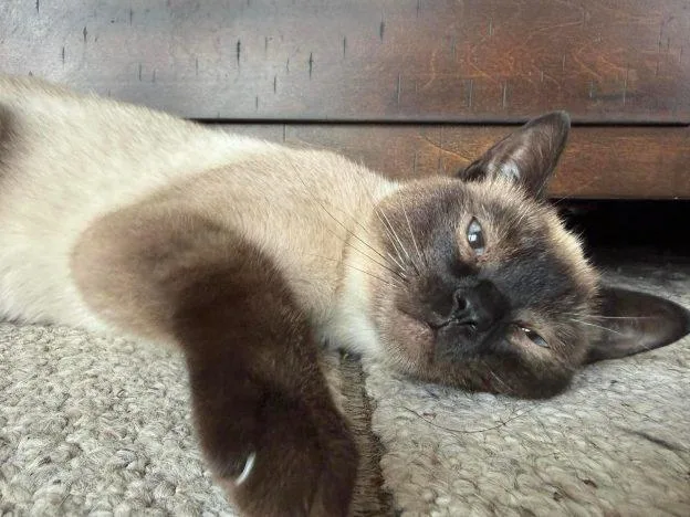 A young medium-sized female Chocolate Point Siamese cat named Tulsi for adoption in Anchorage, AK