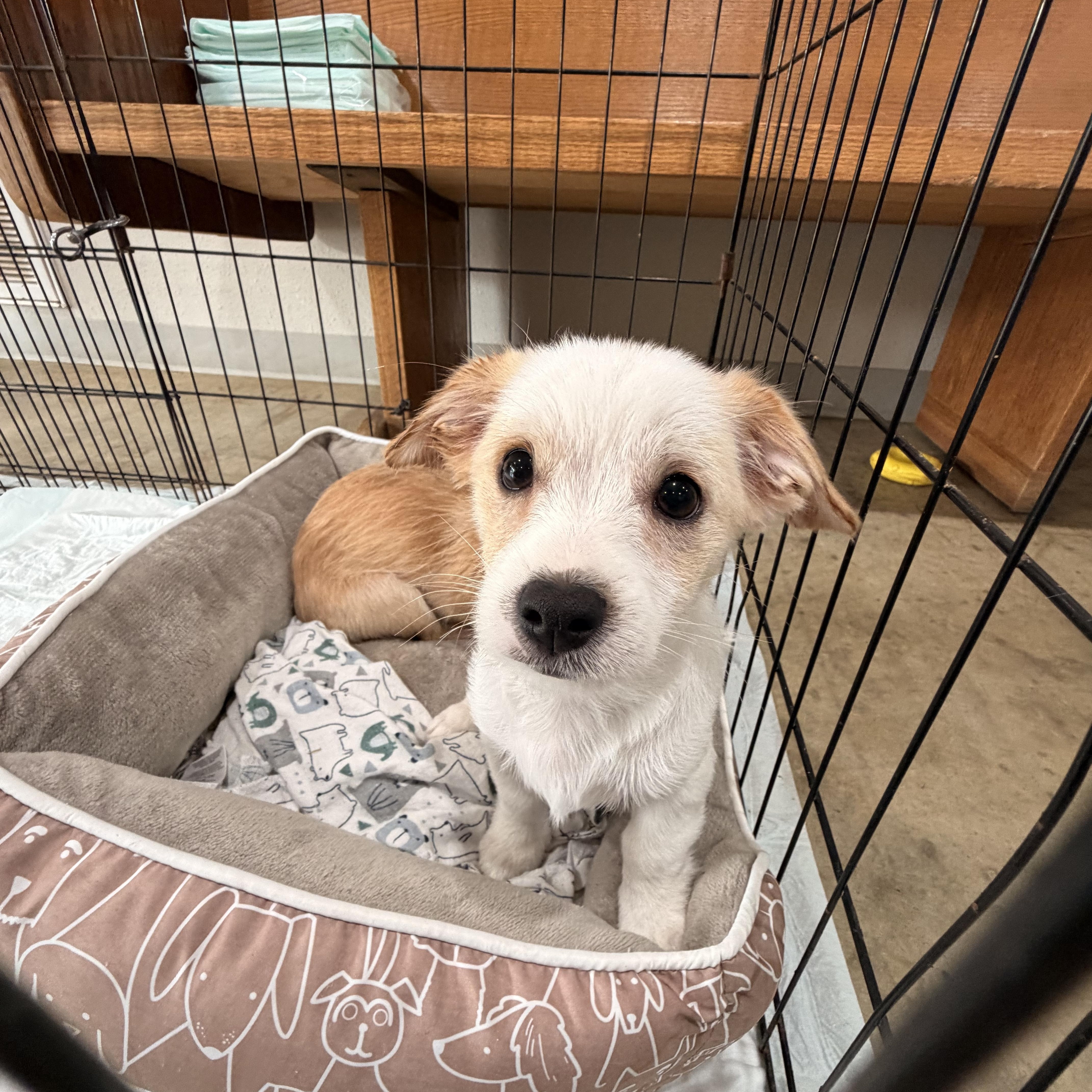 A baby small-sized male Apricot / Beige Chihuahua dog named Tippy for adoption in Melbourne, AR