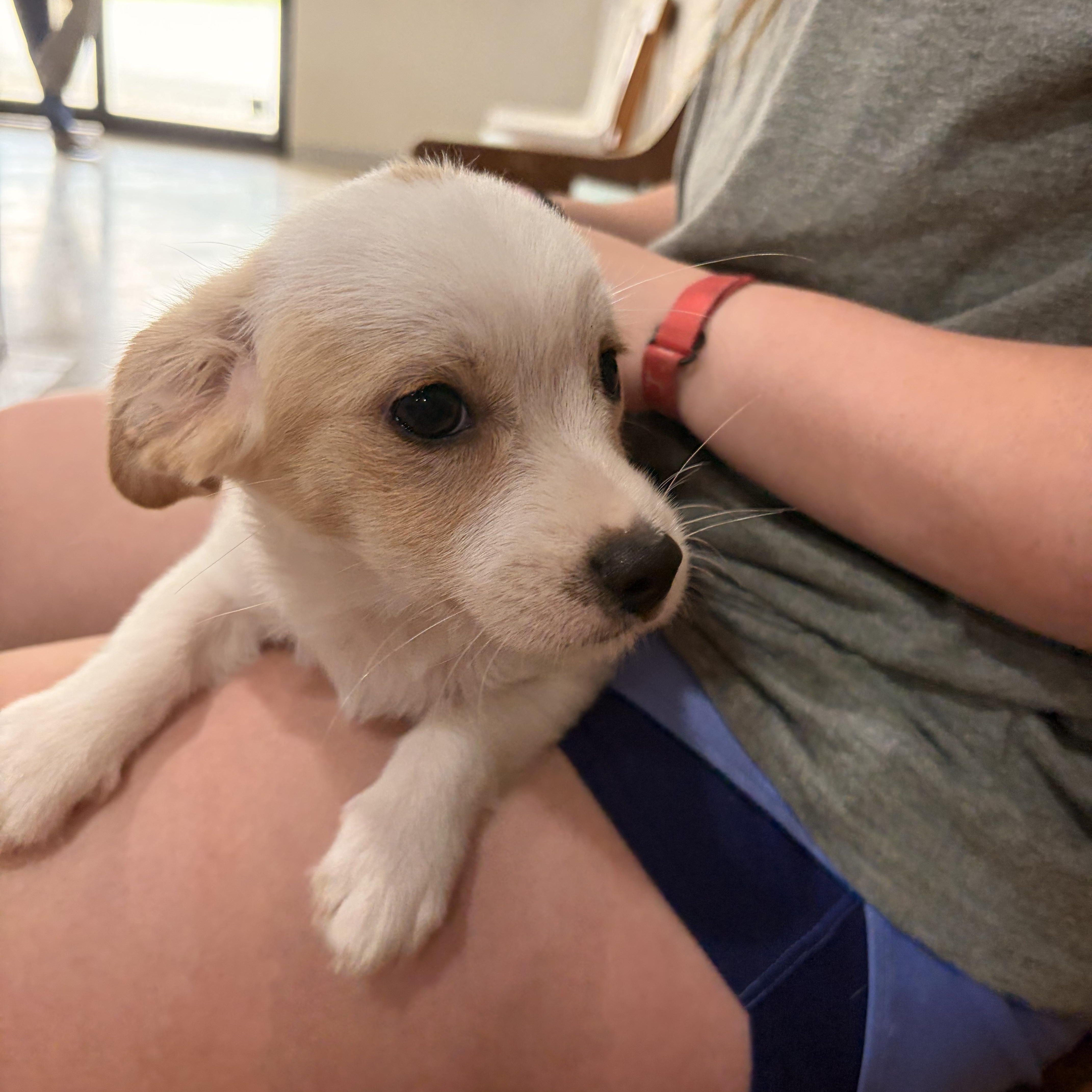 Tippy thumbnail 2
