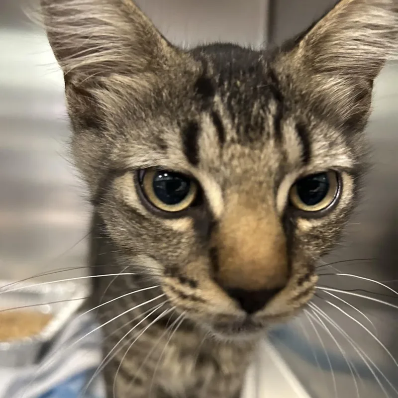 A baby small-sized male Gray / Blue / Silver Domestic Short Hair cat named Fester for adoption in Greensboro, NC