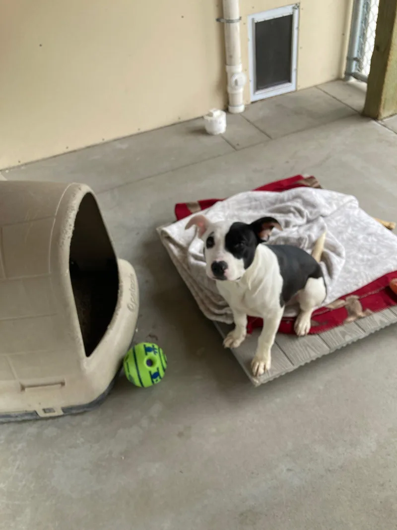 Puppy  Buddy thumbnail 2