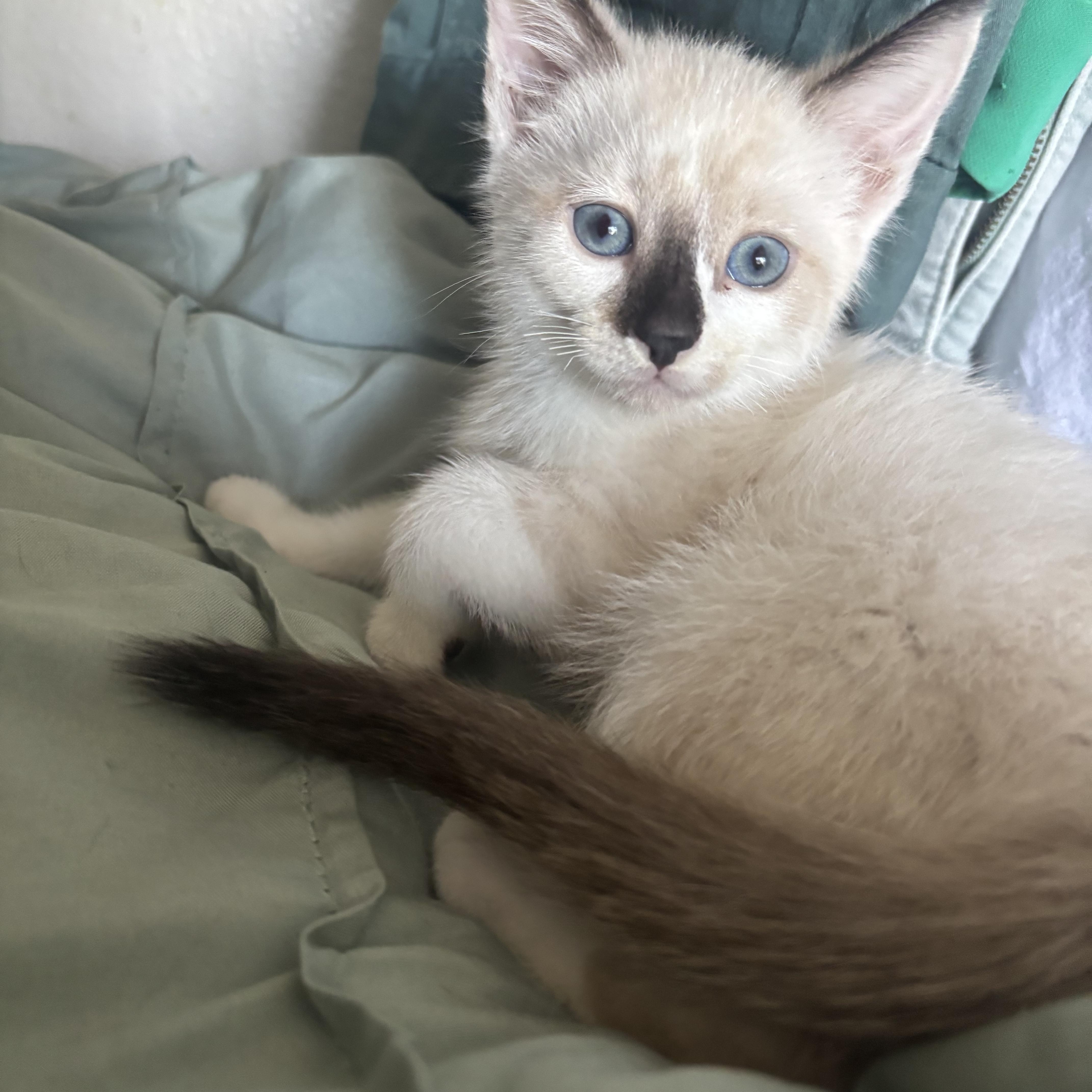 A baby small-sized male Buff / Tan / Fawn Siamese cat named Gucci for adoption in Costa Mesa, CA