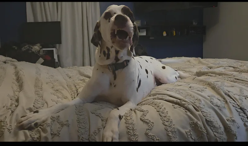 A young medium-sized male White / Cream Dalmatian dog named CaptainKansas City MO for adoption in San Diego, CA