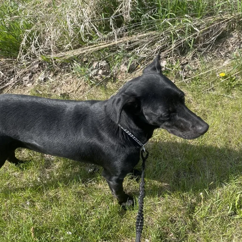An adult medium-sized male Black Labrador Retriever dog named Trump for adoption in Rock Falls, IL