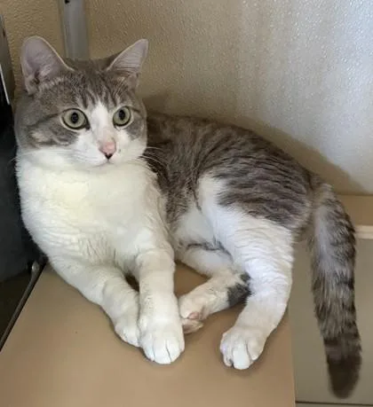 An adult small-sized male Domestic Medium Hair cat named Walter for adoption in Honolulu, HI
