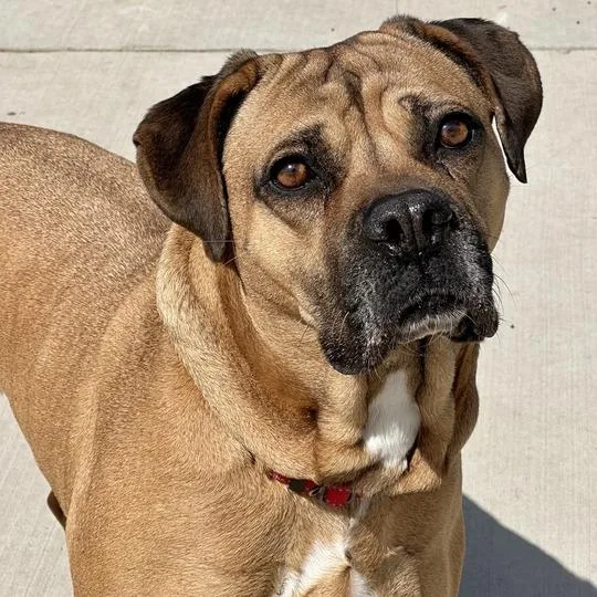 An adult large-sized female Yellow / Tan / Blond / Fawn Mastiff dog named Ivory for adoption in Matteson, IL