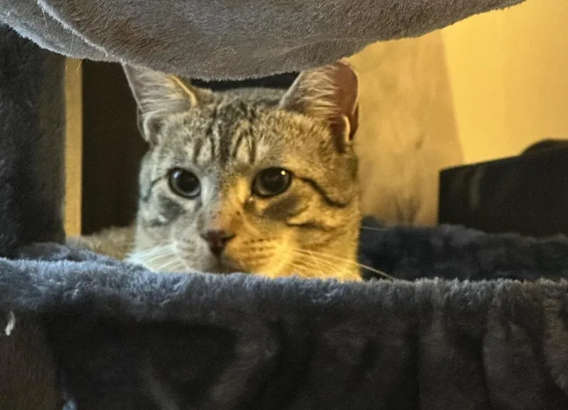 Bojangles thumbnail 2