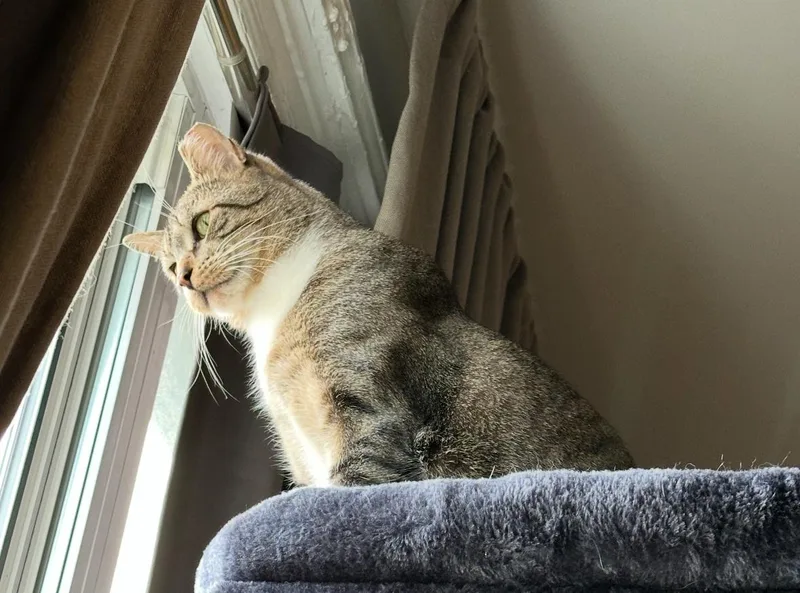 Bojangles thumbnail 3