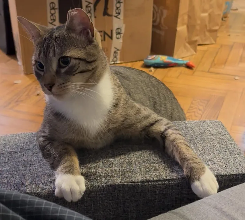 Bojangles thumbnail 5