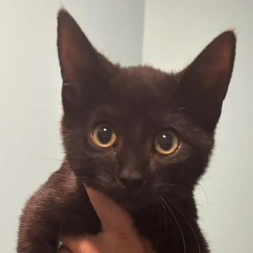 A baby small-sized female Black Domestic Short Hair cat named Natasha for adoption in Gordonsville, TN