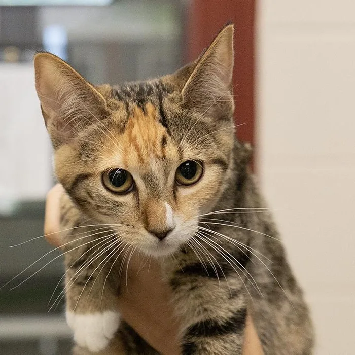 A baby medium-sized female Tabby (Orange / Red) Domestic Short Hair cat named Roni for adoption in Slidell, LA