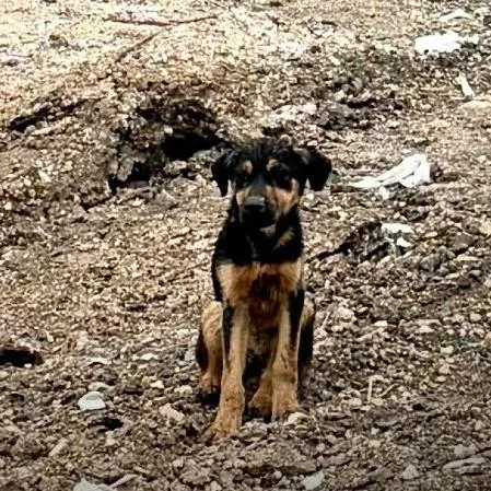 A young medium-sized female Black Mixed Breed dog named Pantheon for adoption in Frederiksted, VI