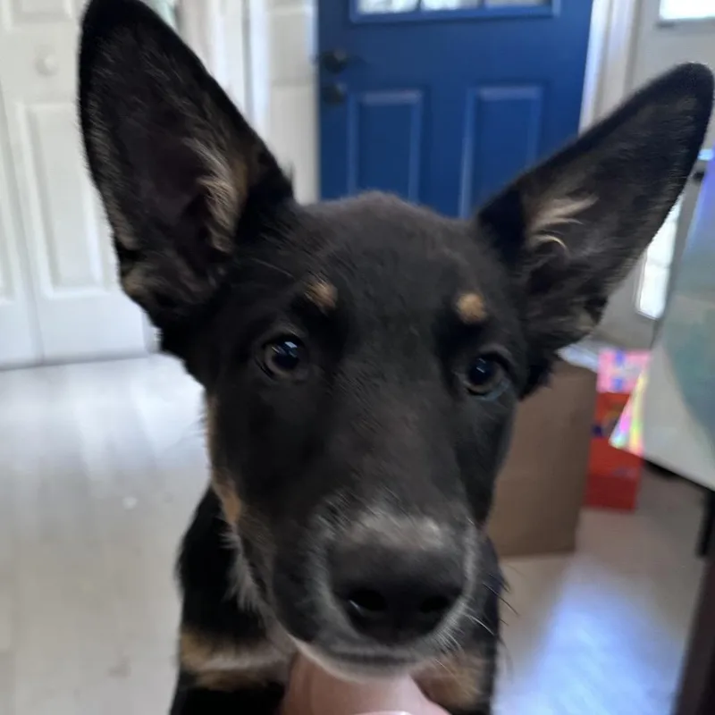 A baby medium-sized female Tricolor (Brown, Black, & White) Australian Cattle Dog / Blue Heeler dog named Knicole Kidman for adoption in Richmond, VA