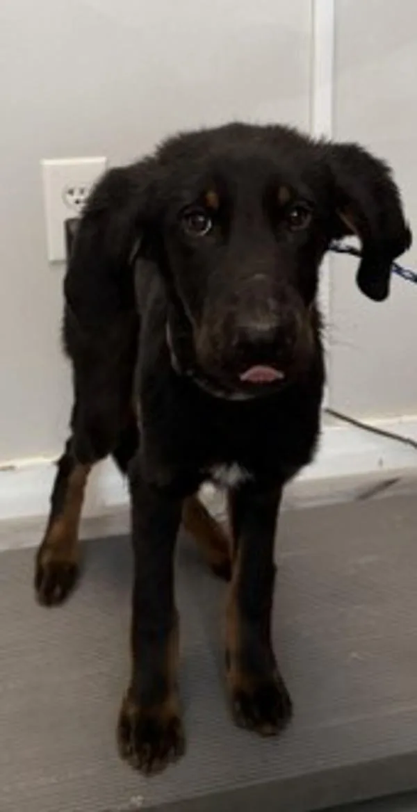 A baby small-sized male Rottweiler dog named Prince Charming for adoption in Salt Lake City, UT