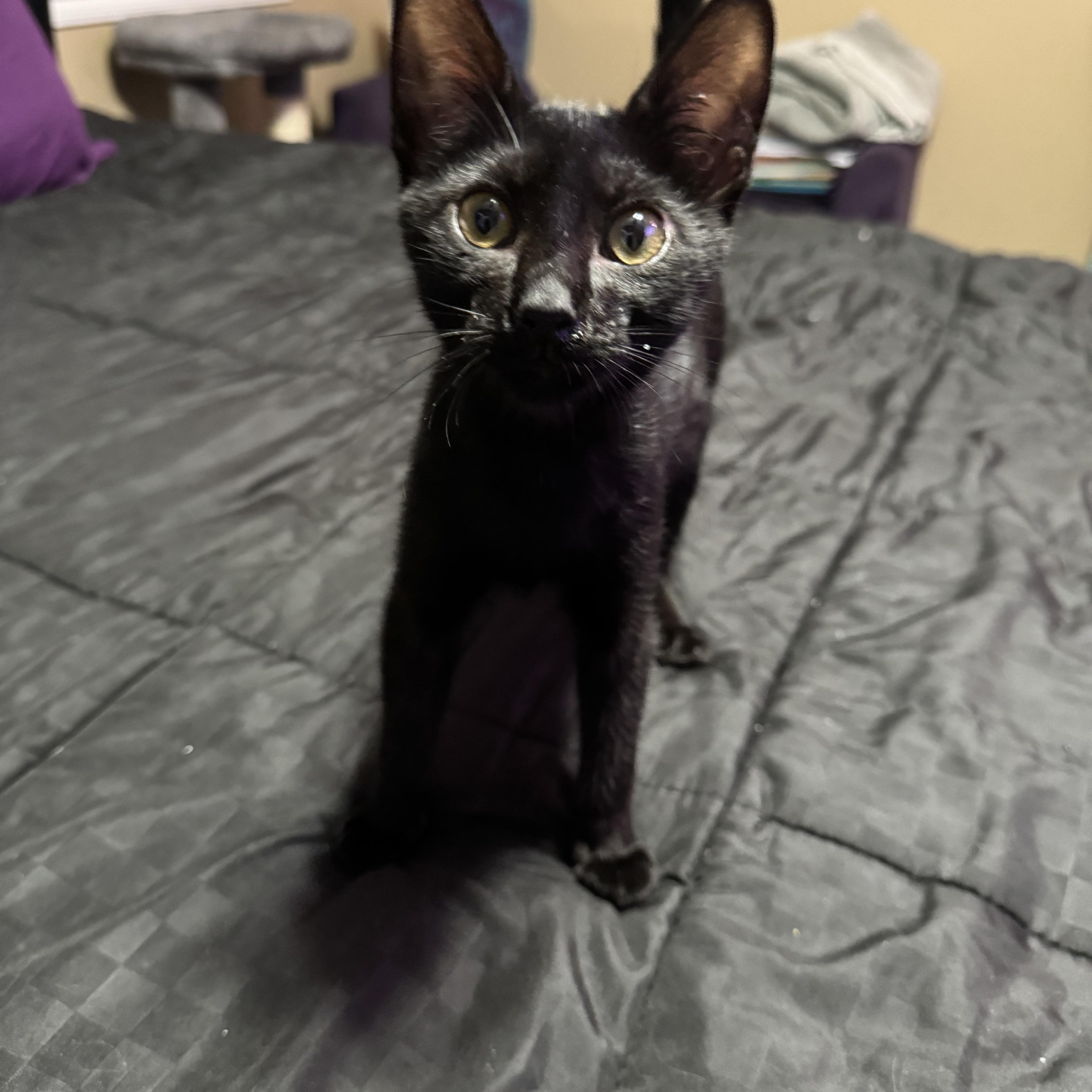 A baby medium-sized male Domestic Short Hair cat named Kenny for adoption in Metairie, LA