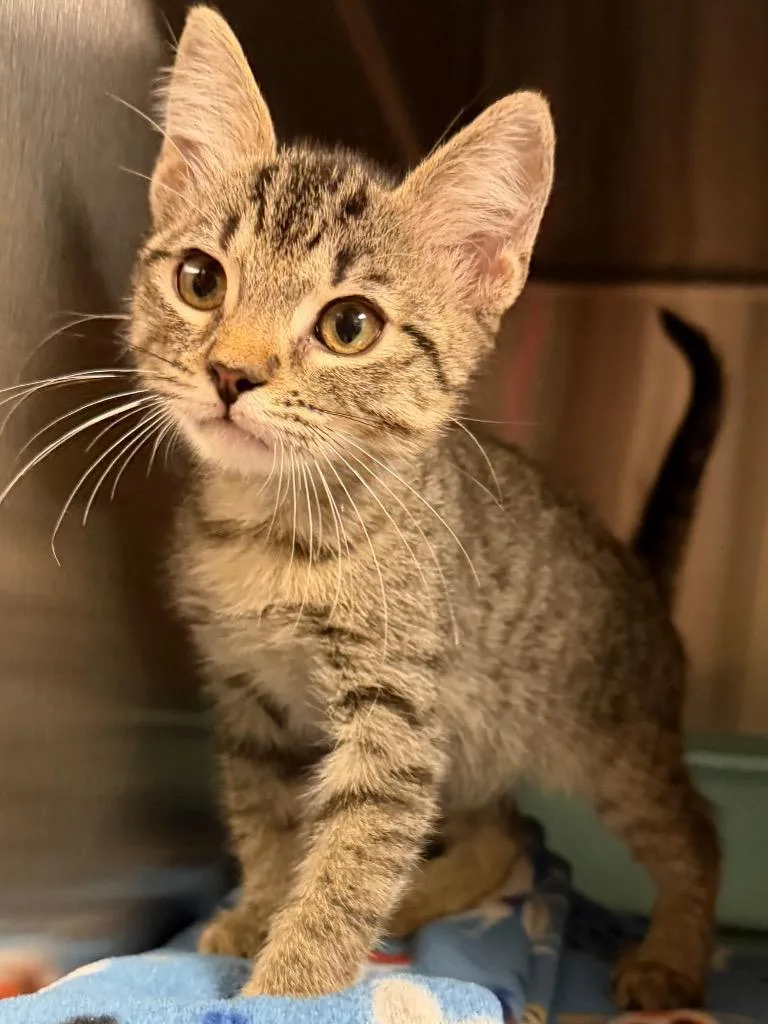 A baby small-sized male Domestic Short Hair cat named Jackson for adoption in Ocala, FL