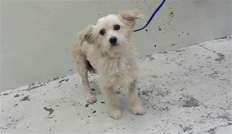 An adult small-sized male Maltese dog named Finn for adoption in Houston, TX