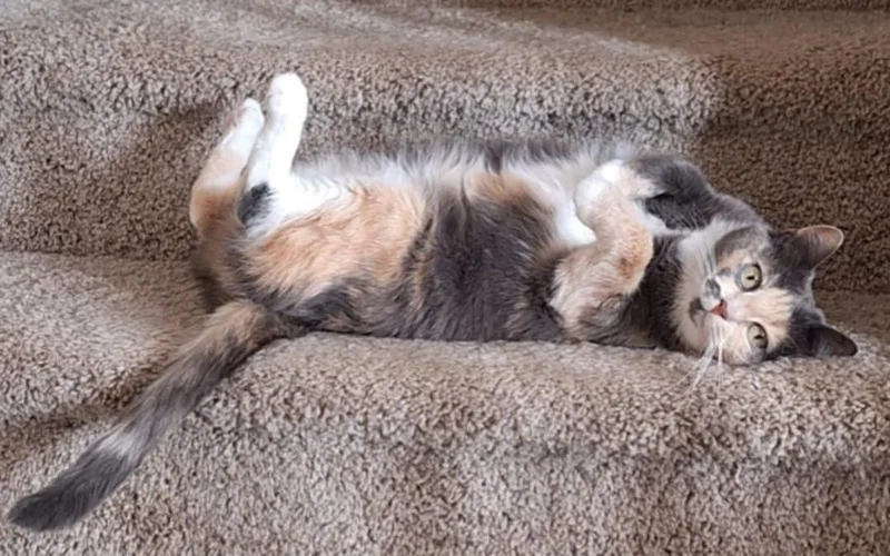 Mina And Fanta thumbnail 2