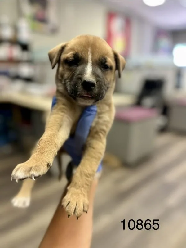 A baby medium-sized male Shepherd dog named Wednesday for adoption in Victorville, CA