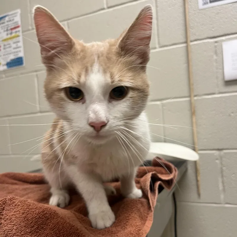 An adult medium-sized male Orange / Red Domestic Short Hair cat named Compton for adoption in Bristol, IN