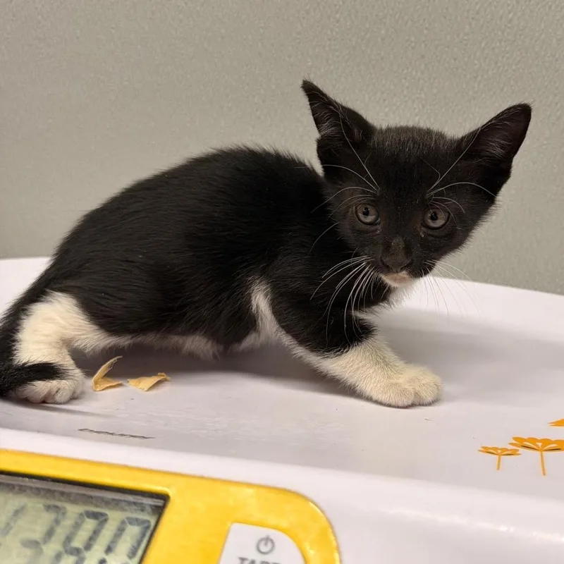 A baby small-sized male Black Domestic Short Hair cat named Pips for adoption in Tampa, FL