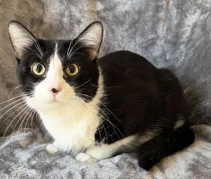 An adult large-sized male Domestic Short Hair cat named Biggie for adoption in Buffalo, MN
