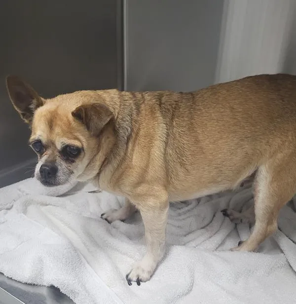 An adult small-sized female Terrier dog named Pen c Demi for adoption in Lawrenceville, GA