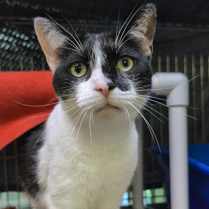 An adult medium-sized male White Domestic Short Hair cat named Calvin for adoption in West Jefferson, OH
