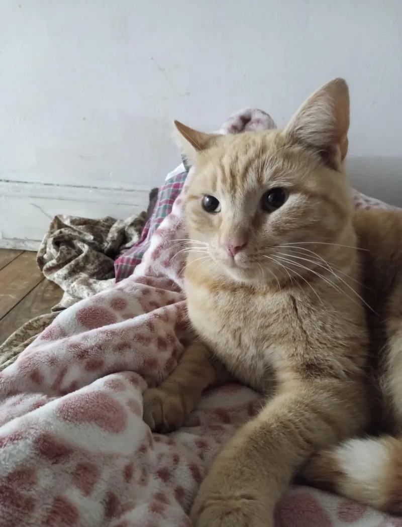An adult extra large-sized male Domestic Short Hair cat named Rusty for adoption in Havertown, PA