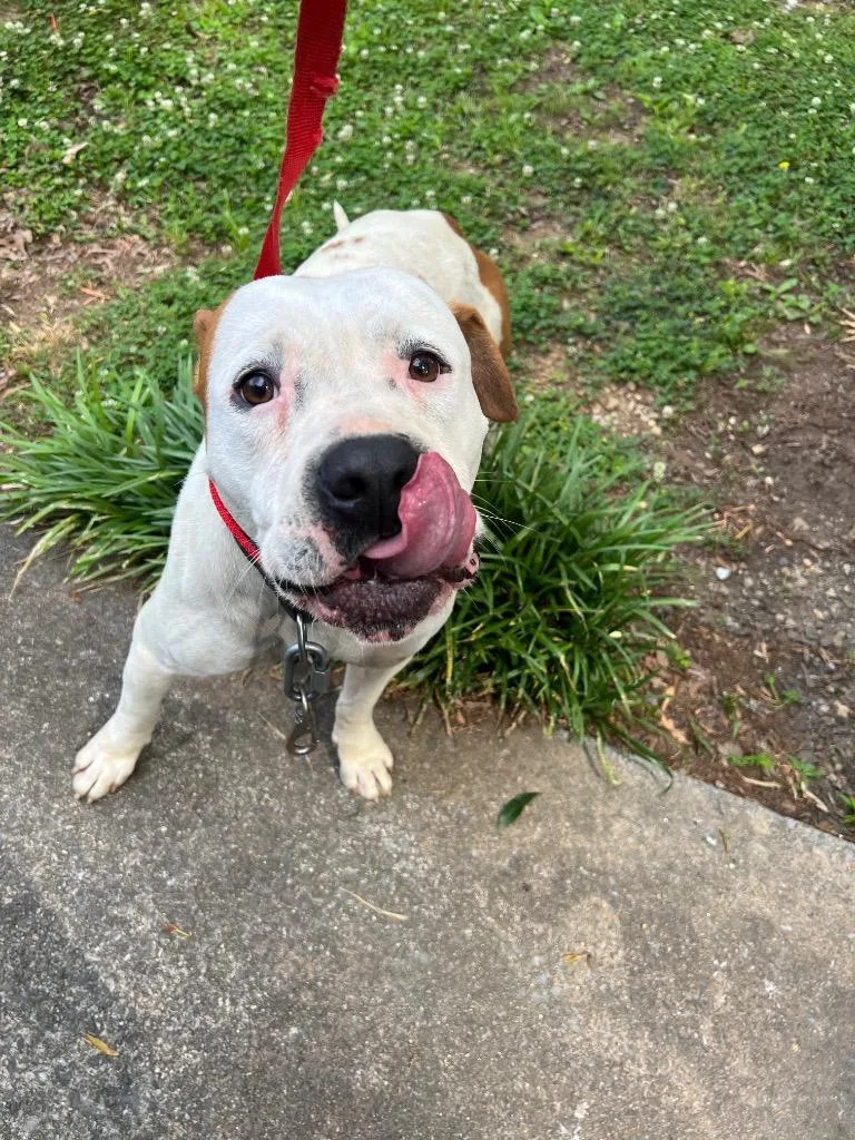 A young large-sized male Mixed Breed dog named Bb for adoption in Rome, GA