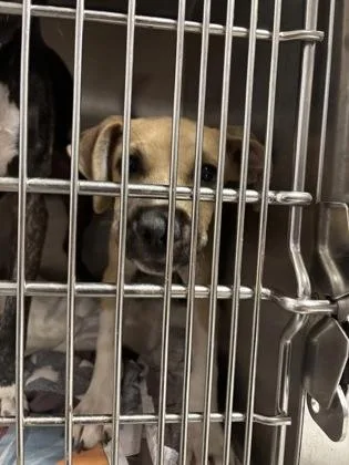A baby small-sized male Mixed Breed dog named Cace for adoption in Atlanta, GA