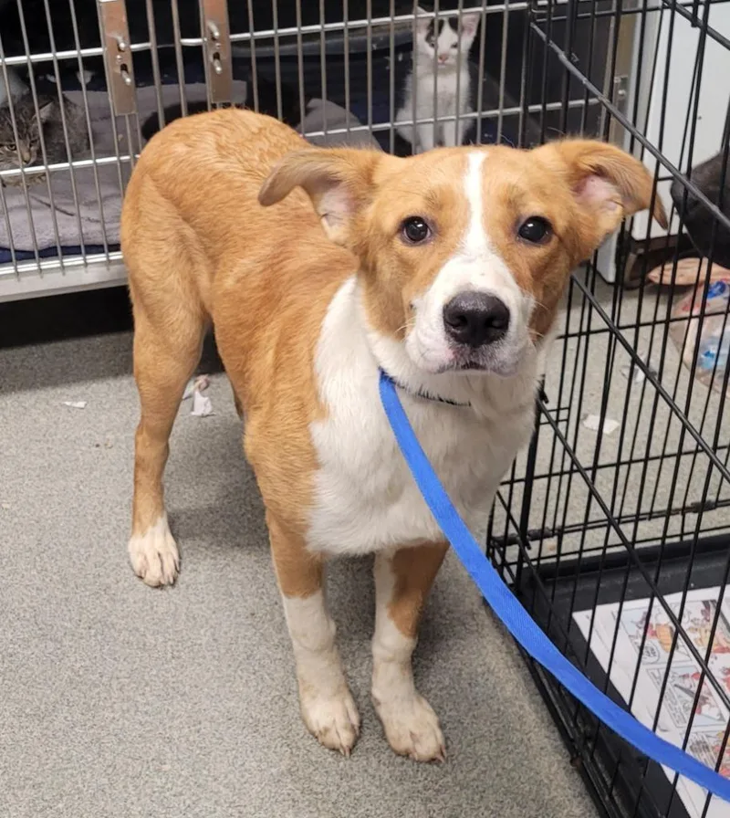 A baby large-sized female Border Collie dog named Lacy for adoption in Hopkinsville, KY