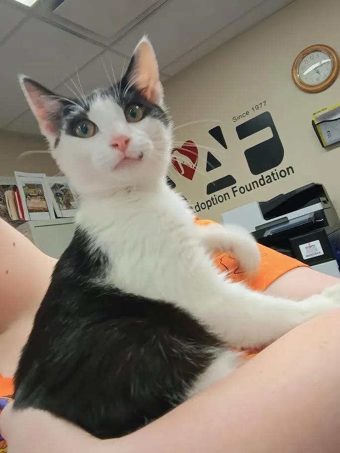 A baby medium-sized male Domestic Short Hair cat named Joe Kopasz for adoption in Hamilton, OH