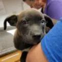 A baby small-sized male Brown / Chocolate Mixed Breed dog named Link Coming Soon for adoption in Dover, NH