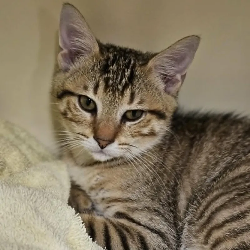 A baby small-sized male Gray / Blue / Silver Domestic Short Hair cat named Keanu for adoption in Las Cruces, NM