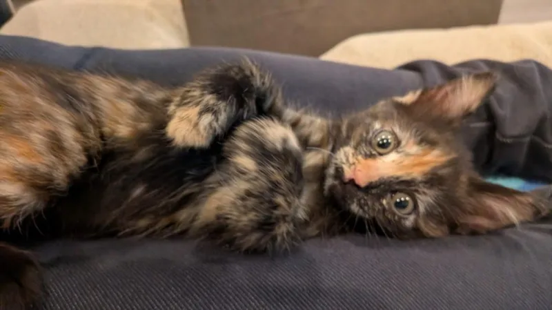 A baby small-sized female Domestic Short Hair cat named Tortellini for adoption in Burbank, CA