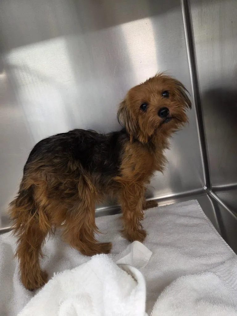 An adult medium-sized female Terrier dog named Jenny for adoption in Athens, TN