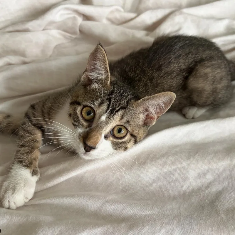 A baby small-sized female Brown / Chocolate Domestic Short Hair cat named Cassy for adoption in League City, TX