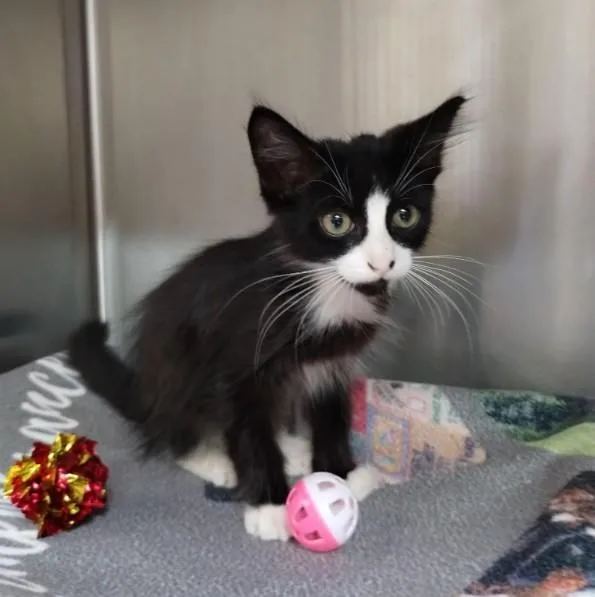 A baby small-sized male Domestic Medium Hair cat named Yin for adoption in Alameda, CA