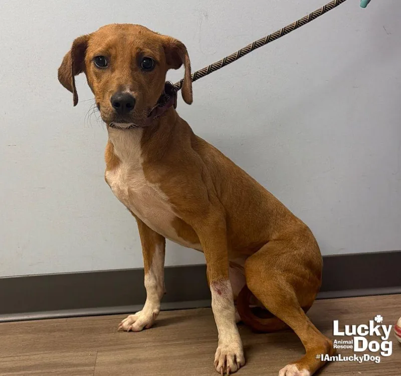 A young large-sized female Labrador Retriever dog named Tinker for adoption in Washington, DC