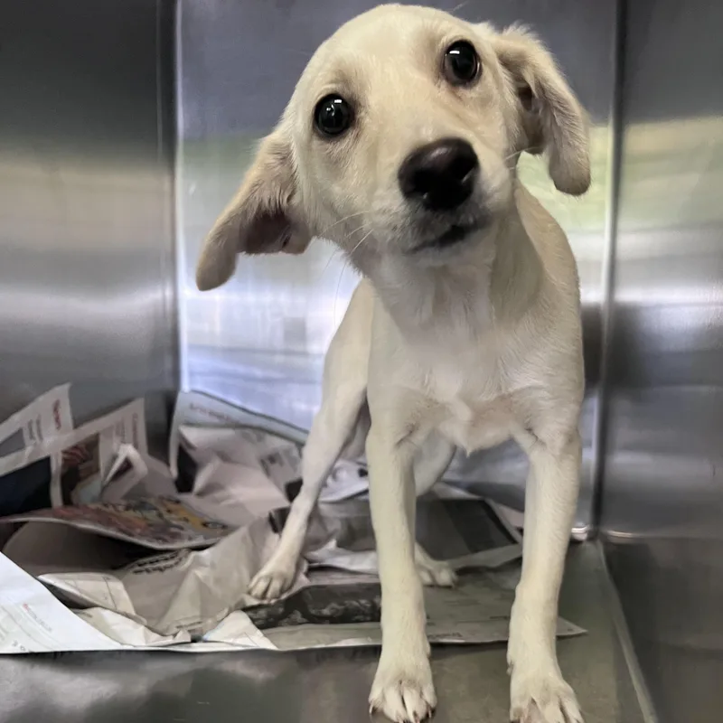 A baby small-sized female Chihuahua dog named I for adoption in Los Angeles, CA