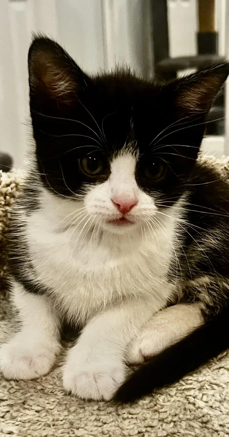 A baby medium-sized female Black & White / Tuxedo Tuxedo cat named Cricket for adoption in Woodbridge, VA