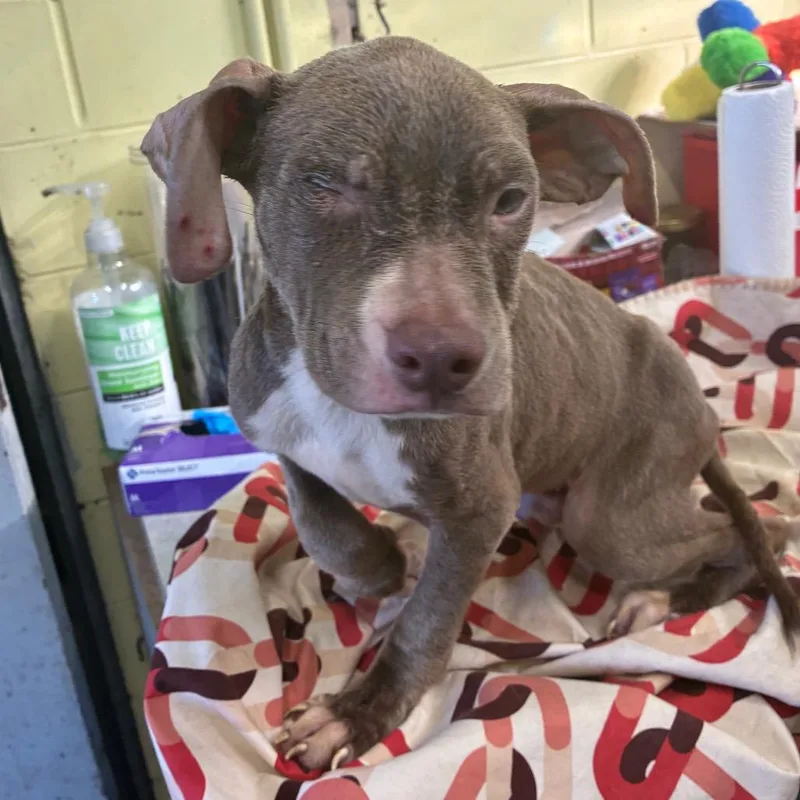 A baby small-sized male Pit Bull Terrier dog named Rio for adoption in Valparaiso, IN
