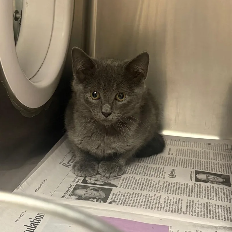 A baby small-sized female Domestic Short Hair cat named Birdie for adoption in Brockton, MA