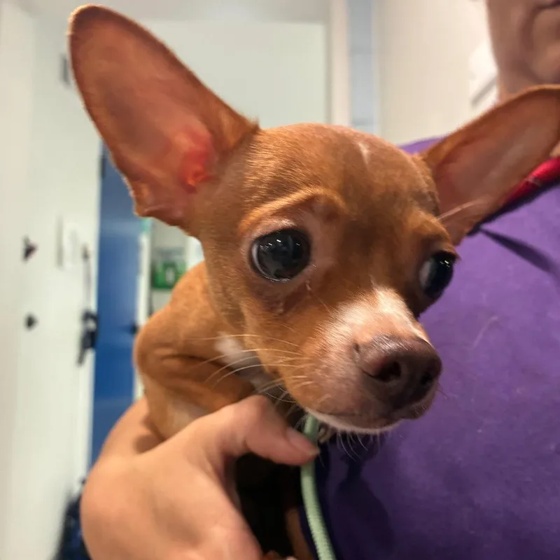 A young small-sized male Brown / Chocolate Chihuahua dog named Boo Boo Keys for adoption in Northbrook, IL