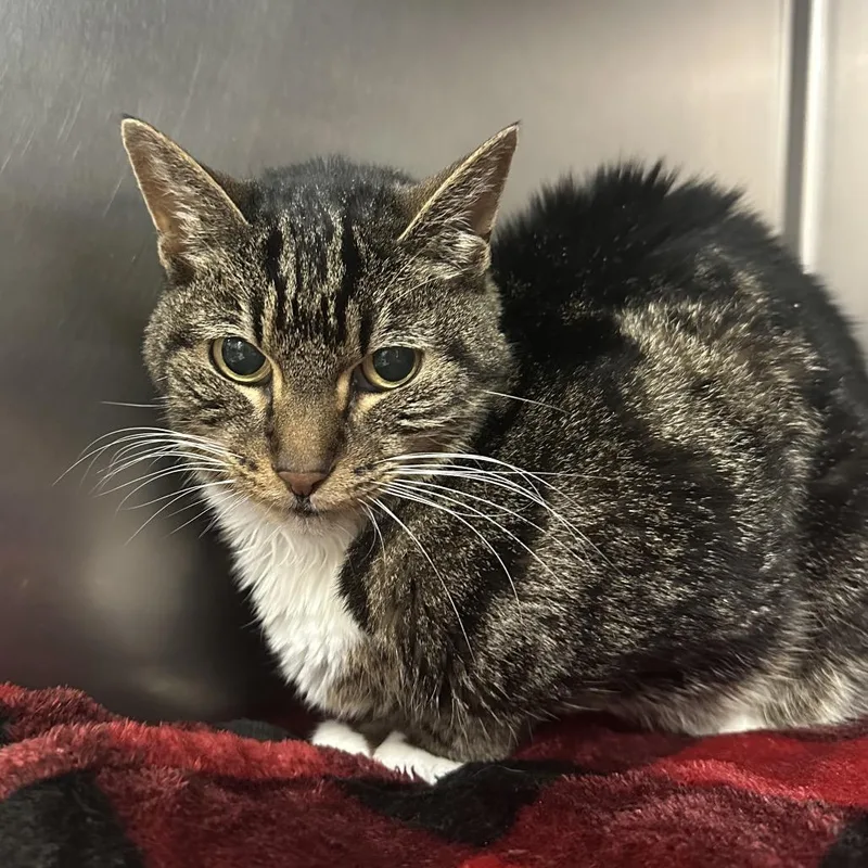 A senior medium-sized female Brown / Chocolate Domestic Short Hair cat named Bella for adoption in Titusville, FL