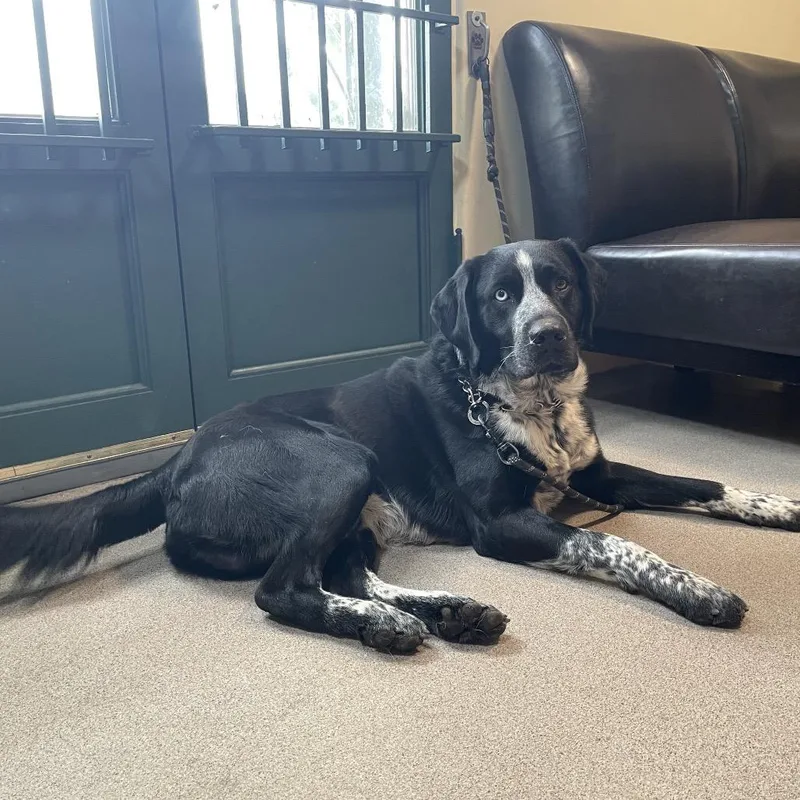 An adult large-sized male Black German Shorthaired Pointer dog named Bear for adoption in Pasadena, CA
