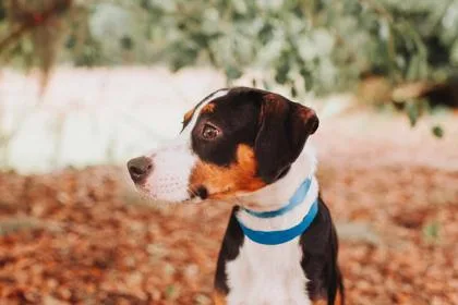 An adult medium-sized male Hound dog named A Mongolian Beef for adoption in North Charleston, SC