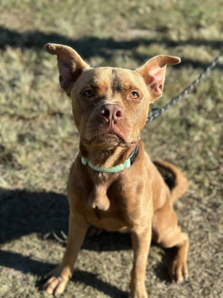 King Grover thumbnail 2